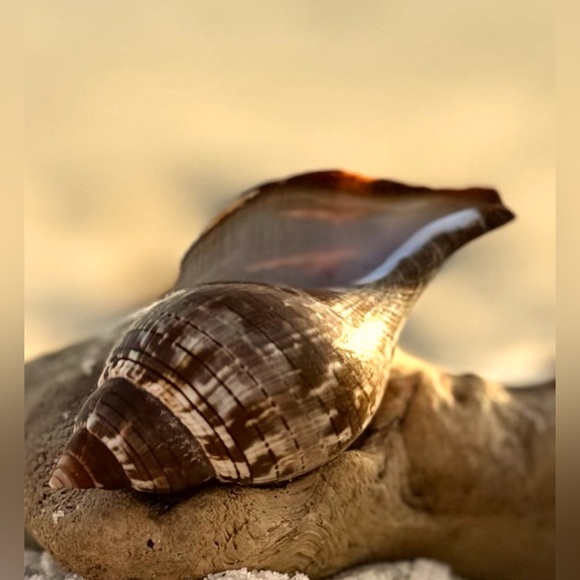 FL TRUE TULIP COLLECTOR SEASHELL SEMI RARE DISPLAY SHELL NAUTICAL DECOR COASTAL - Picture 6 of 12